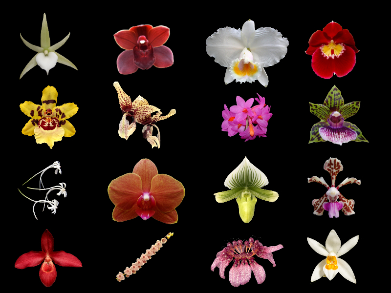 Orchid Care: Tips for Beginners - OrchidWeb